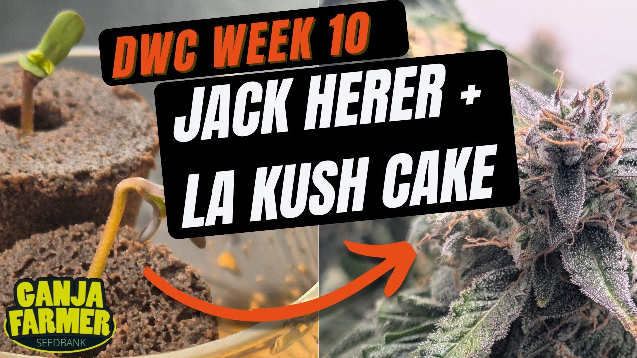 EC/pH off the rails? 🤯 Our Week 6 recovery plan