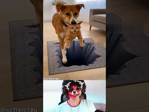 Os petzinhos achando que tem buraco 😹 #humor #engraçado