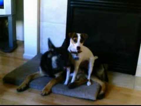 Ollie German Shepherd SPOONING Jack Russell Terrier