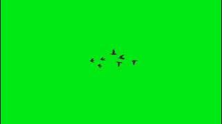 GREEN SCREEN BURUNG TERBANG / BIRDS