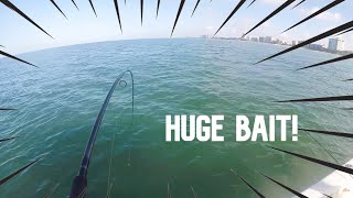 This LIVE BAIT was DEMOLISHED! What a RUSH!!!