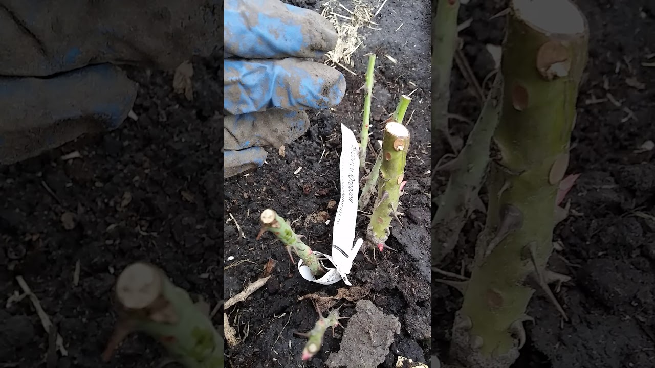 Саженцы Роз Купить В Беларуси Из Питомника