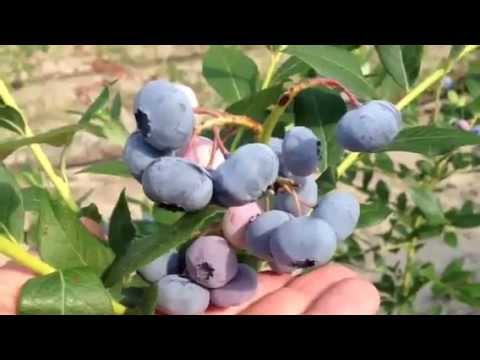 Video: Informazioni sui mirtilli Highbush - Scopri come coltivare i mirtilli Highbush