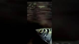 السمك القناص - سلسلة ما لم تشاهده من قبل