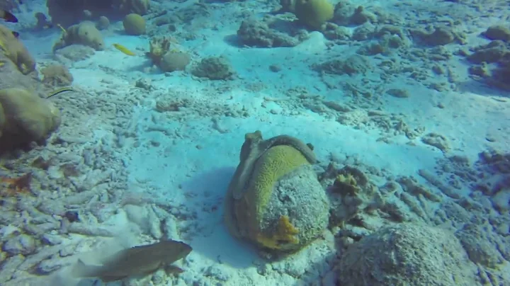 Pinkus Bonaire Octopus video 2 December 2022
