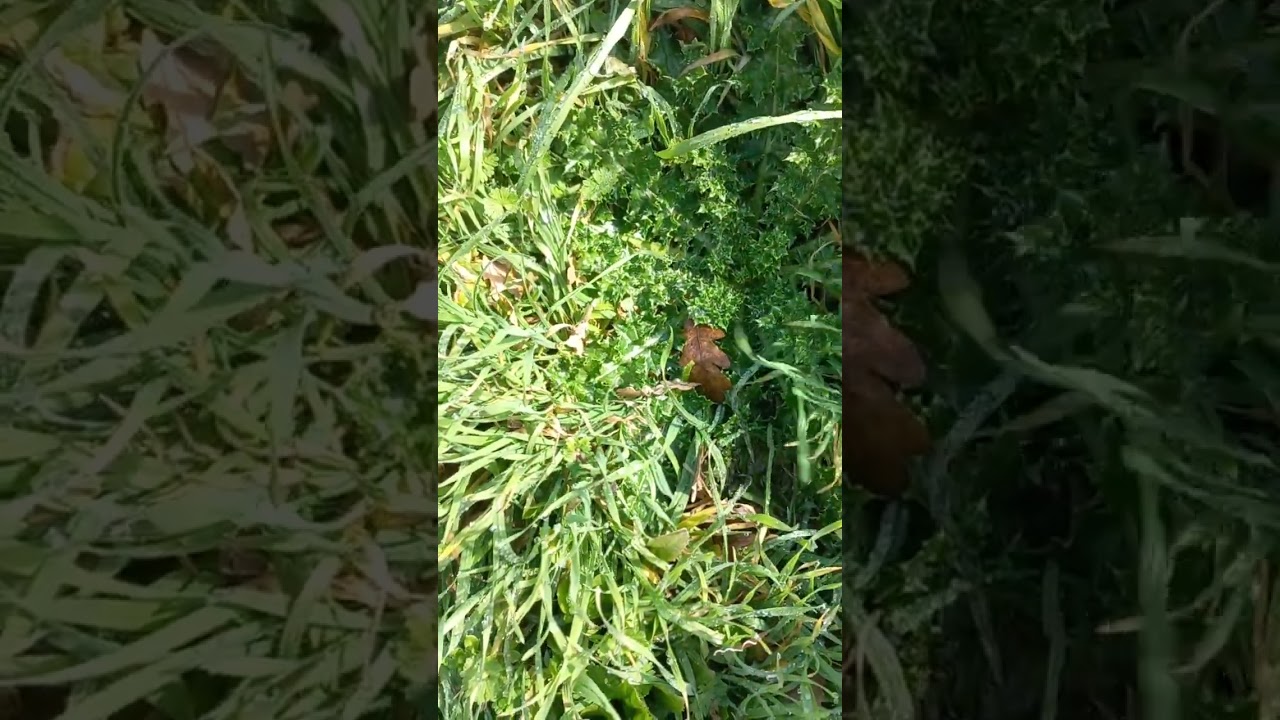 Bahçemizde yenilebilir yabani otlar 