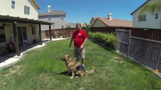 Loyal K 9 Training 6 foot leash