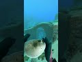 Pufferfish in Subnautica