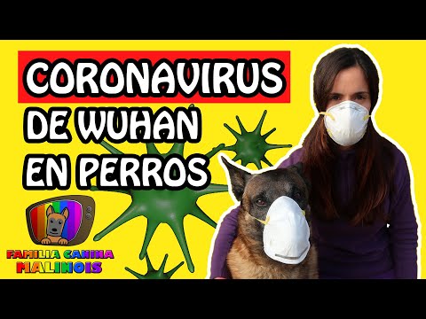 El CORONAVIRUS de WUHAN ¿AFECTA a los PERROS? ¿es necesario SACRIFICARLOS? ¿son PELIGROSOS?