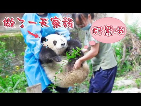 《熊貓星團》勞動節特輯：當大熊貓愛上做家務 | iPanda熊貓頻道