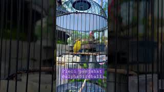 Pleci Nembak Mantenan pleci zosterops