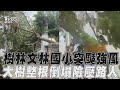 樹林文林國小突颳強風! 大樹「整根倒塌」險壓路人｜TVBS新聞@TVBSNEWS01