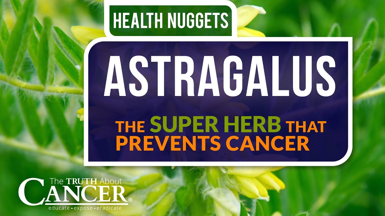 The Truth About Cancer Presents: Health Nuggets - Astragalus: The Super Herb That Prevents Cancer