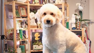I Want to Be Cuddled | Goldendoodle gets a hair cut by Master Groomer Nicole by Dognormous 353 views 3 years ago 14 minutes, 54 seconds
