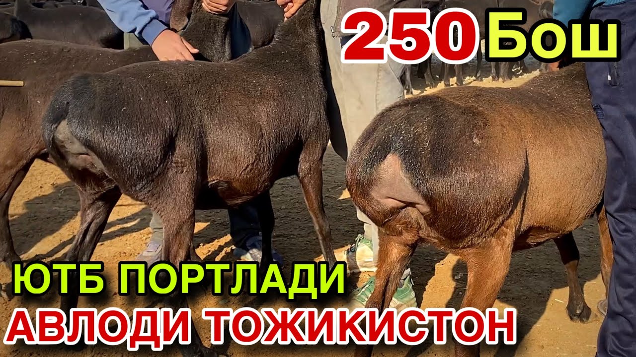 Бунакаси Булмаган! 1-СОРТ Тоза ХИСОРИ ТУХЛИ КУЙЛАР! ЕЛИТА СИФАТ АВЛОДИ ТОЖИКИСТОН! 