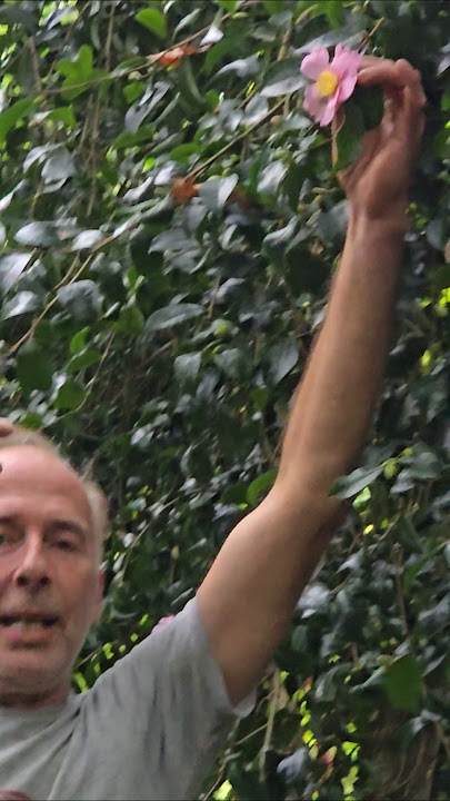 Autumn Flowering Camelia (c.sasanqua 'pinafore pink') #gardening #camelia #floweringshrubs #garden