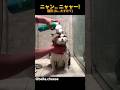 ニャン…ニャャー!
