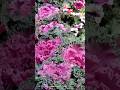 Colourful #flowers #fahad #fahaam #shortvideo #view #10kviews  #colourfulflowers @SweetFahadFahaam