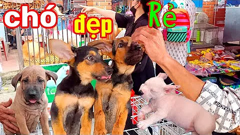 Chợ chó mèo lớn nhất Việt Nam .Có becgie, chó bully Mỹ, Poodle, phốc sóc, mèo Bengal...