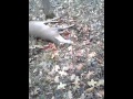 deer fakes dead