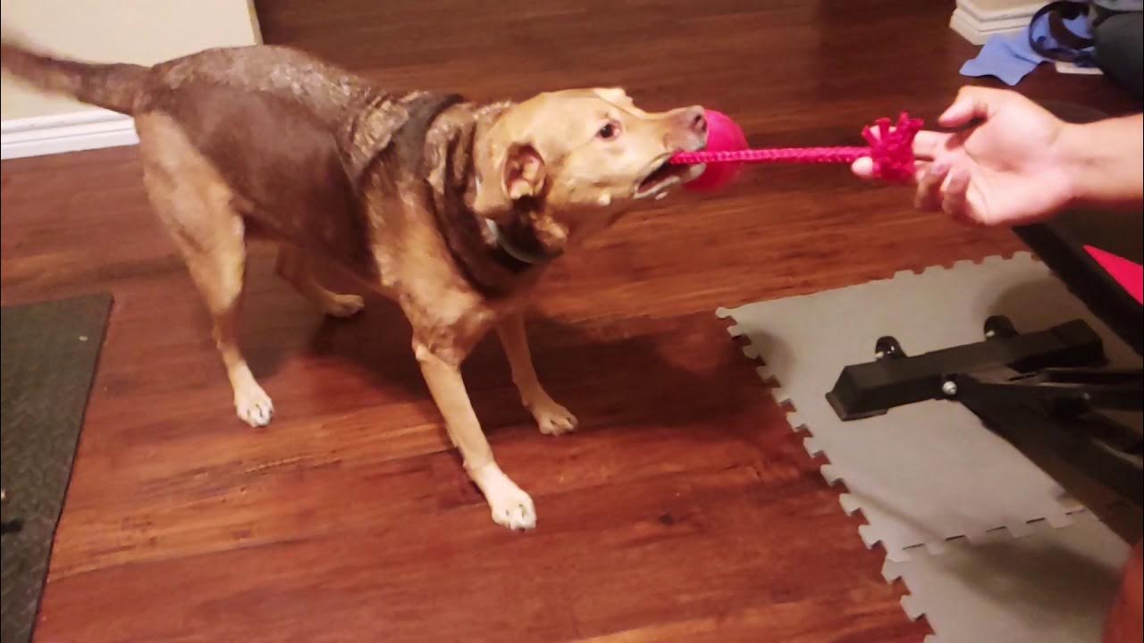 February Bark Box YouTube