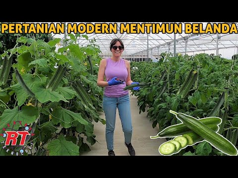 Video: Suhu optimal untuk mentimun di rumah kaca