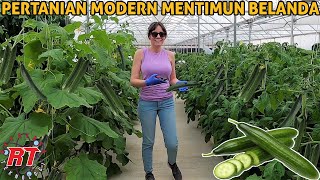 MODERN AGRICULTURE AND HARVESTING CUCUMBER IN GREENHOUSE | CUCUMBER AGRICULTURAL TECHNOLOGY