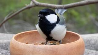 Private Feast: Great Tit’s Long Relaxing Lunch in the Deep Green (4K)
Even in the quietest season, some guests know how to enjoy a private feast.
In this short but peaceful episode, witness a Great Tit taking his time at the table, surrounded by the vibrant and deepening green of the Japanese forest. A perfect 3-minute nature break for your busy day.
#GreatTit #BirdFeeding #ShortNature #RelaxingBirds #4K #WildlifeJapan #BackyardBirds #SpringForest Private Feast: Great Tit’s Long Relaxing Lunch in the Deep Green (4K)