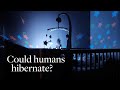 Could humans hibernate?