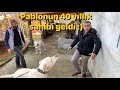 40 YILLIK SAHİBİNİ GÖREN DOGO ARGENTİNO :))