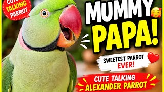 🦜 Alexander Parrot Talking "Mummy Papa" | Cute Talking Parrot Compilation | Happy Bird