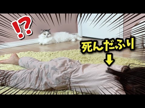 家族が次々と死んだフリをしたら猫たちはどうなるのか検証した結果…！！【関西弁でしゃべる猫】【猫アテレコ】