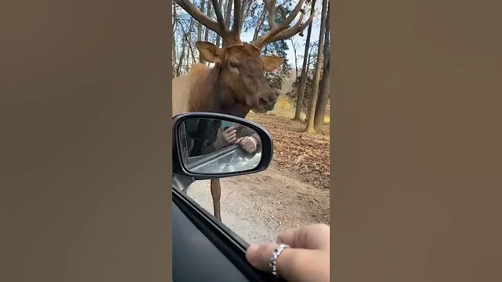 Moose Sings a Christmas Carol!