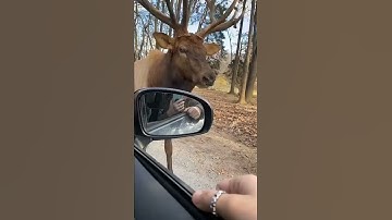 Thumbnail of Moose Sings a Christmas Carol!