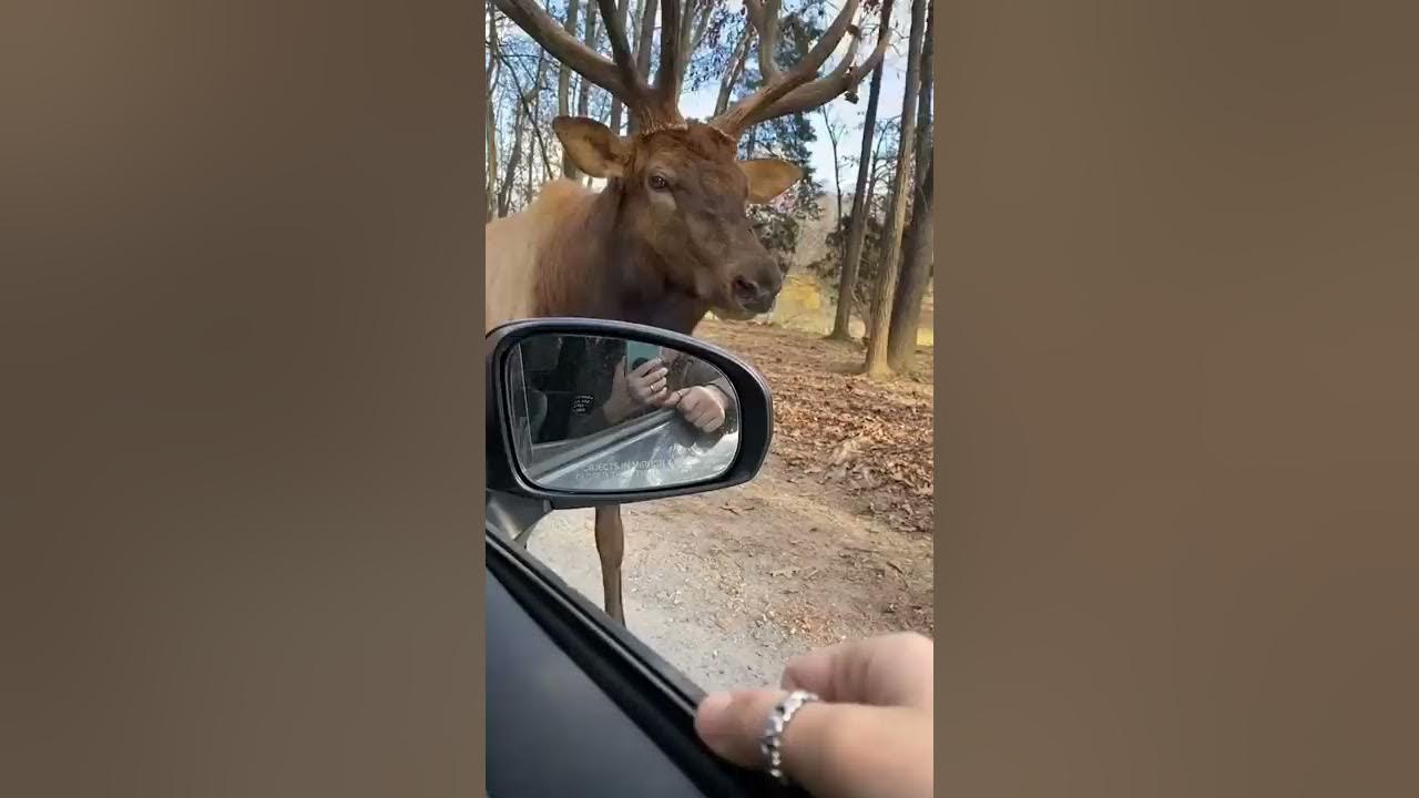 Moose Sings a Christmas Carol!