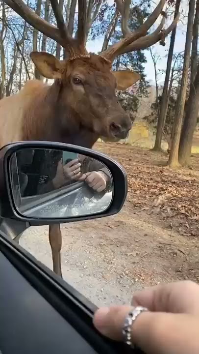 Moose Sings a Christmas Carol!