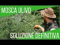 Mosca dell'ulivo: rimedio biologico | ORTO E GIARDINAGGIO
