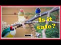 Can You Keep Different  Bird Species Together in a Single Aviary? Mixed Aviary birds