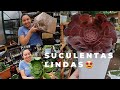 Youtuber M Envia Suculentas Muy Hermosas🤩Descubre Quien Es❤#jardineria #suculentas