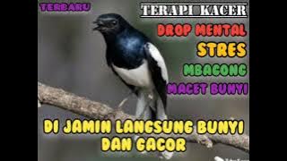 Masteran terapi burung kacer drop mental,stres,mbagong dan macet bunyi