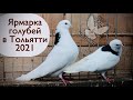 Ярмарка голубей в Тольятти 2021