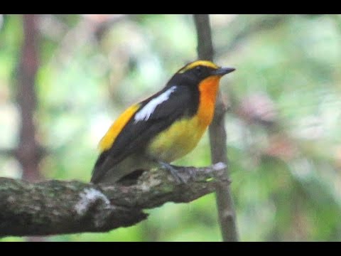 海上の森 春の鳥の鳴き声 音声 Youtube