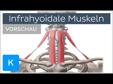 Infrahyoidale Muskulatur: Ursprung, Ansatz, Funktion (Vorschau) | Kenhub