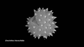 Pollen