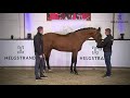 Valverde by Vitalis / Ampére – stallion born 2014 (ENG)