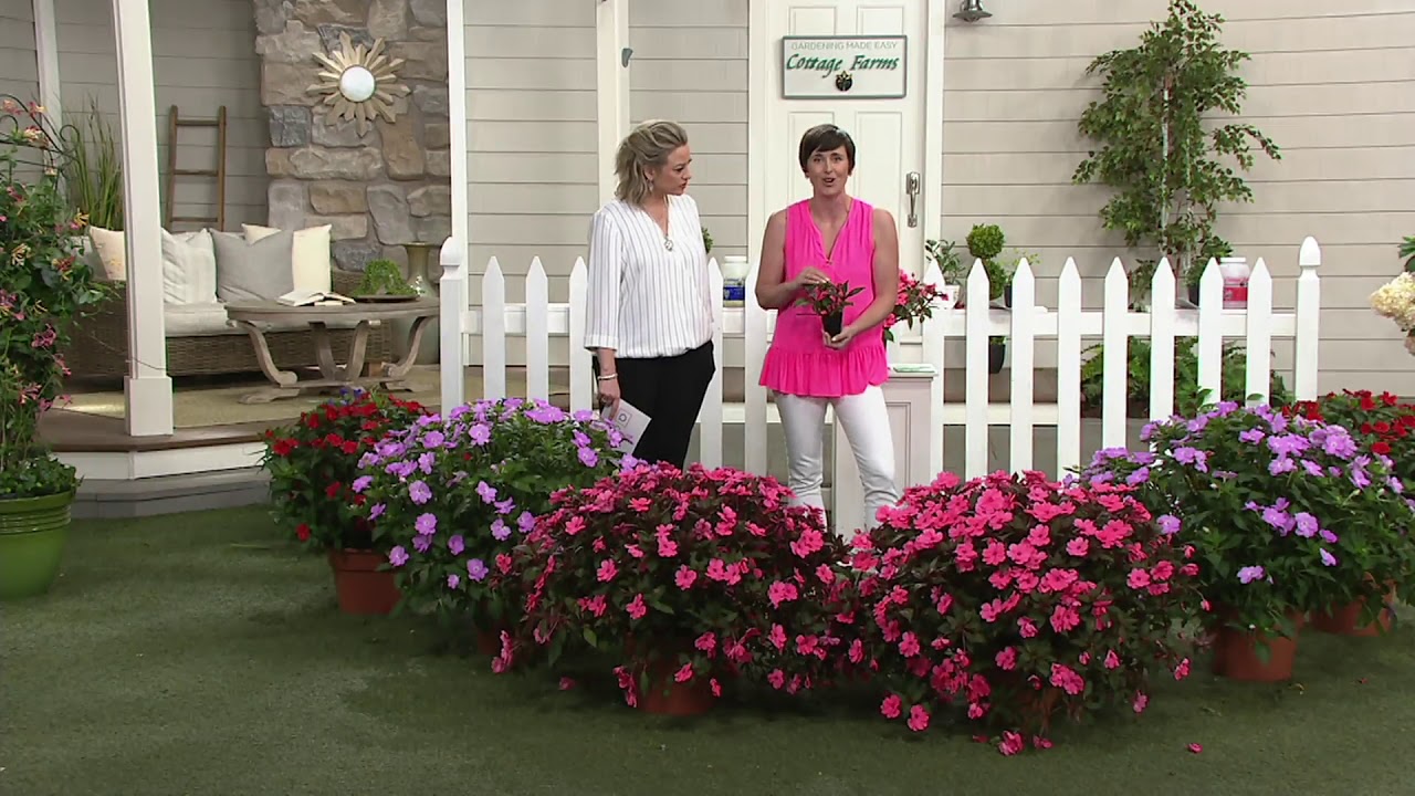 Cottage Farms 6 Piece Color Jubilee Sunpatiens On Qvc Youtube