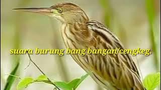 suara burung bang bangan / cengkeg buat penjaring malam.