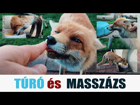 Szöszi róka -