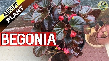 BEGONIA PLANT CARE, How to Grow and Propagate Begonia Cuttings - Garden Tips in English