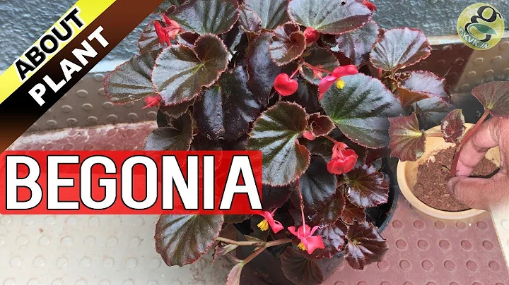 BEGONIA PLANT CARE, How to Grow and Propagate Begonia Cuttings - Garden Tips in English